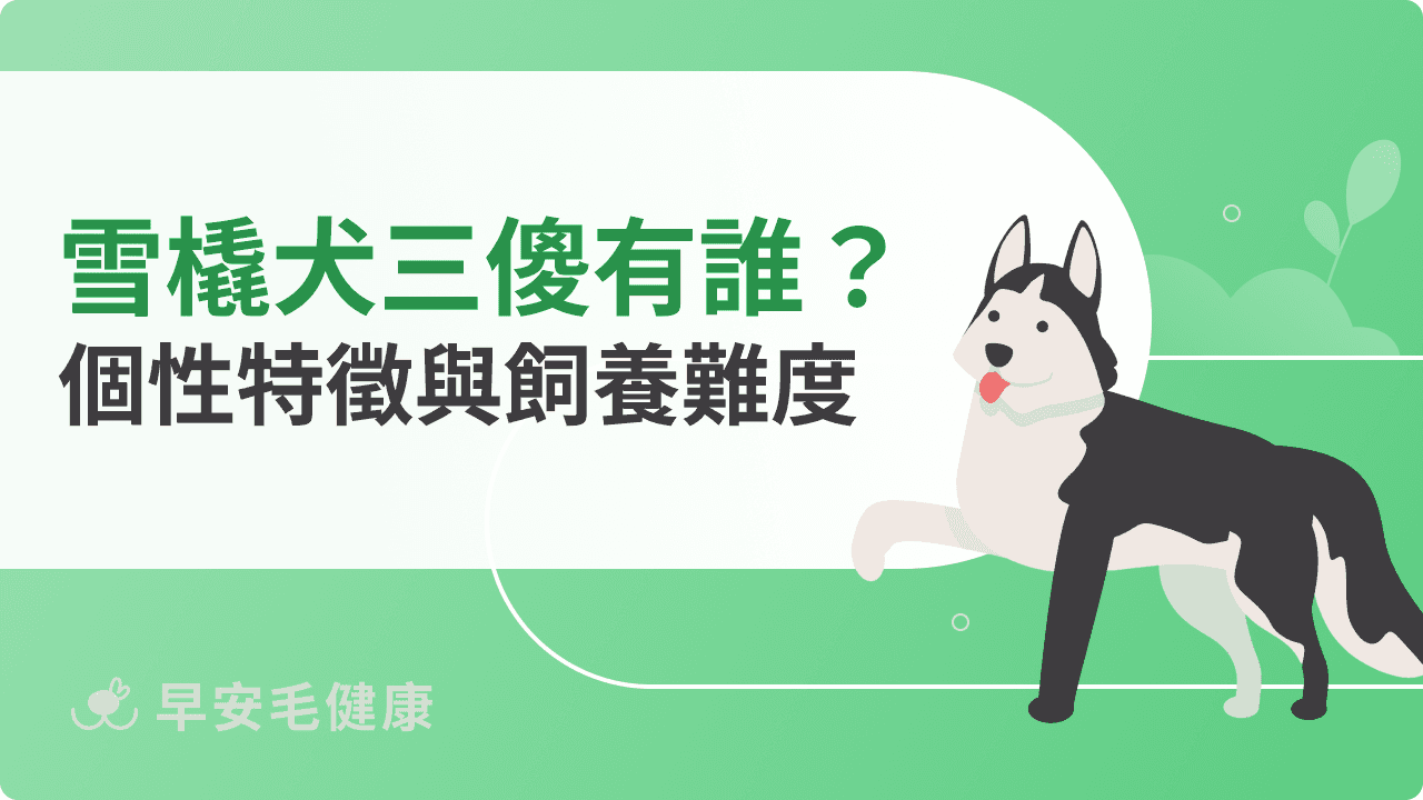 雪橇犬三傻品種解析！為何叫三傻？品種特性、飼養難度與照護攻略