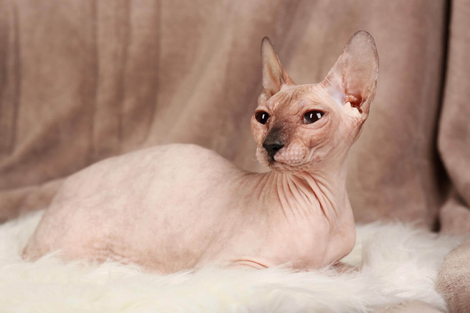 37. hairless-cat-guide-2