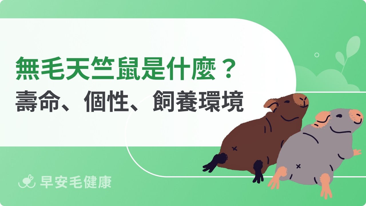 無毛天竺鼠跟一般天竺鼠差別?壽命、個性、飼養環境一次看