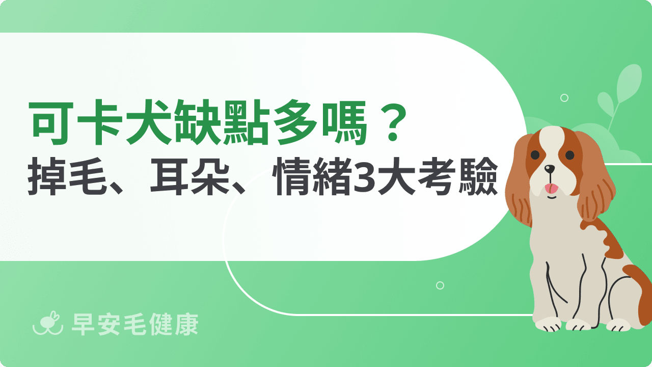 可卡犬缺點真相揭露：掉毛問題、耳朵照護、情緒需求評估