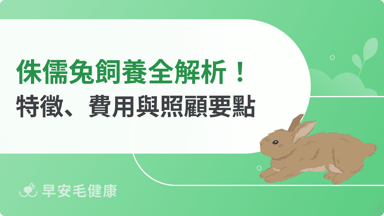 侏儒兔好養嗎?會變大嗎?品種特徵、開銷與照顧要點全解析!