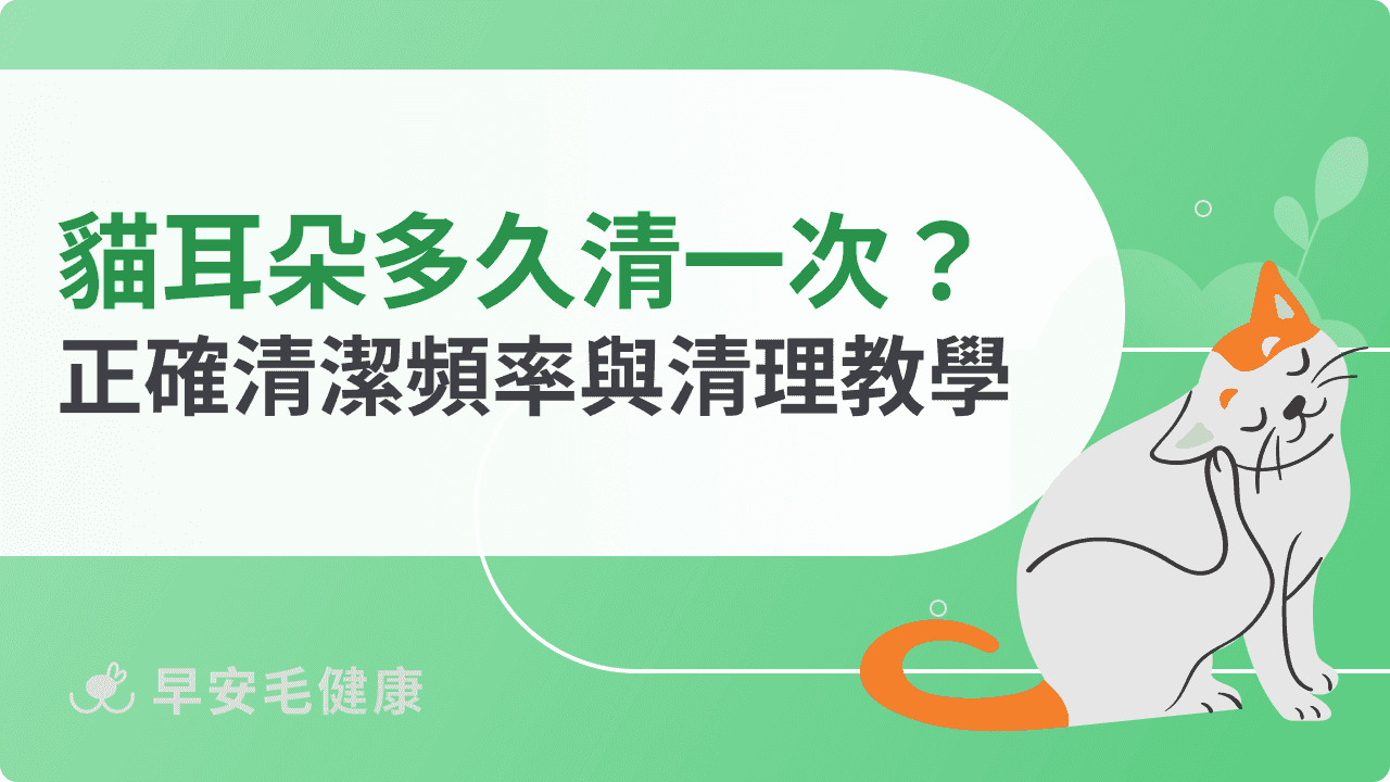 貓咪耳朵多久清一次？正確清潔頻率與清理步驟教學
