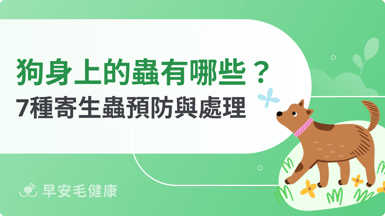 狗狗身上的蟲有哪些？7大常見寄生蟲種類、驅蟲指南大公開！