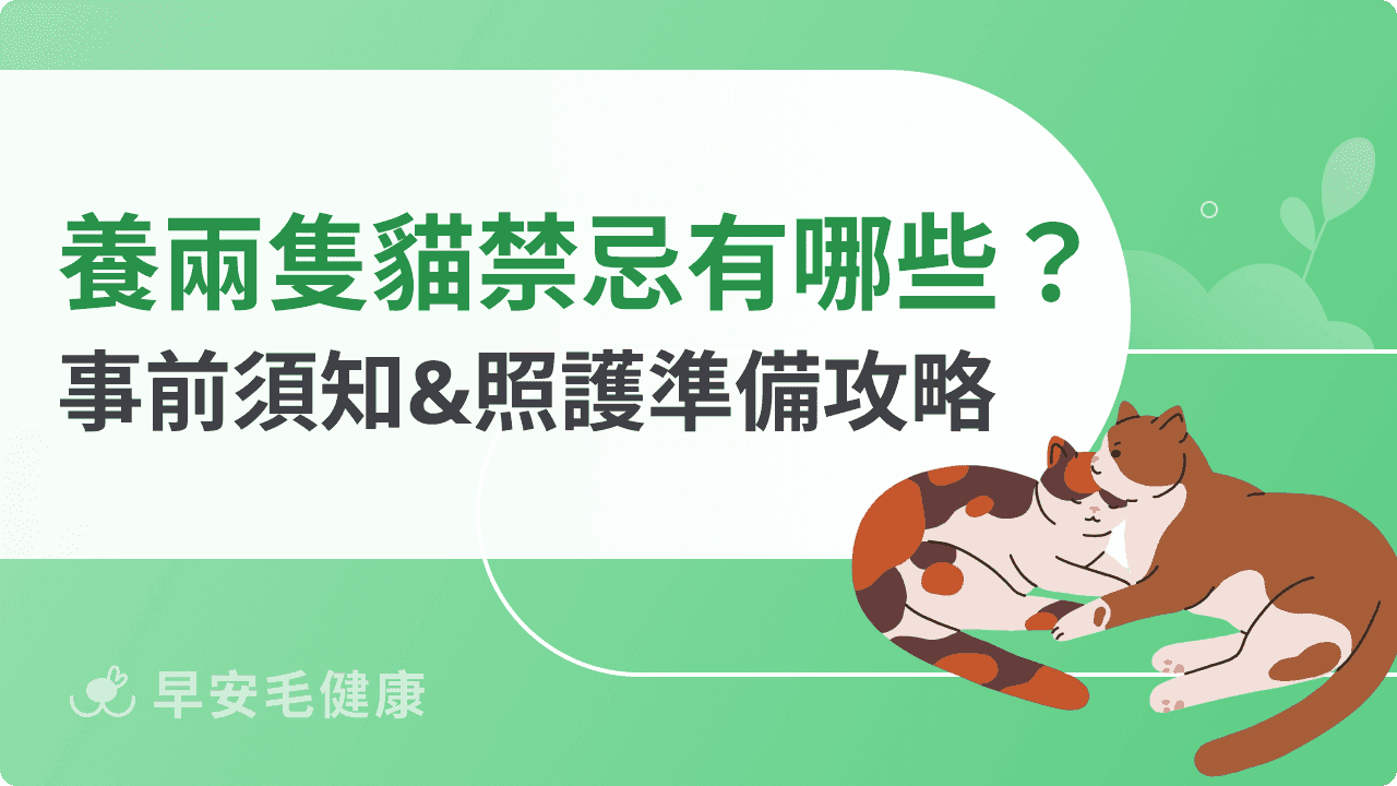 養兩隻貓禁忌有哪些？事前須知&照護準備攻略