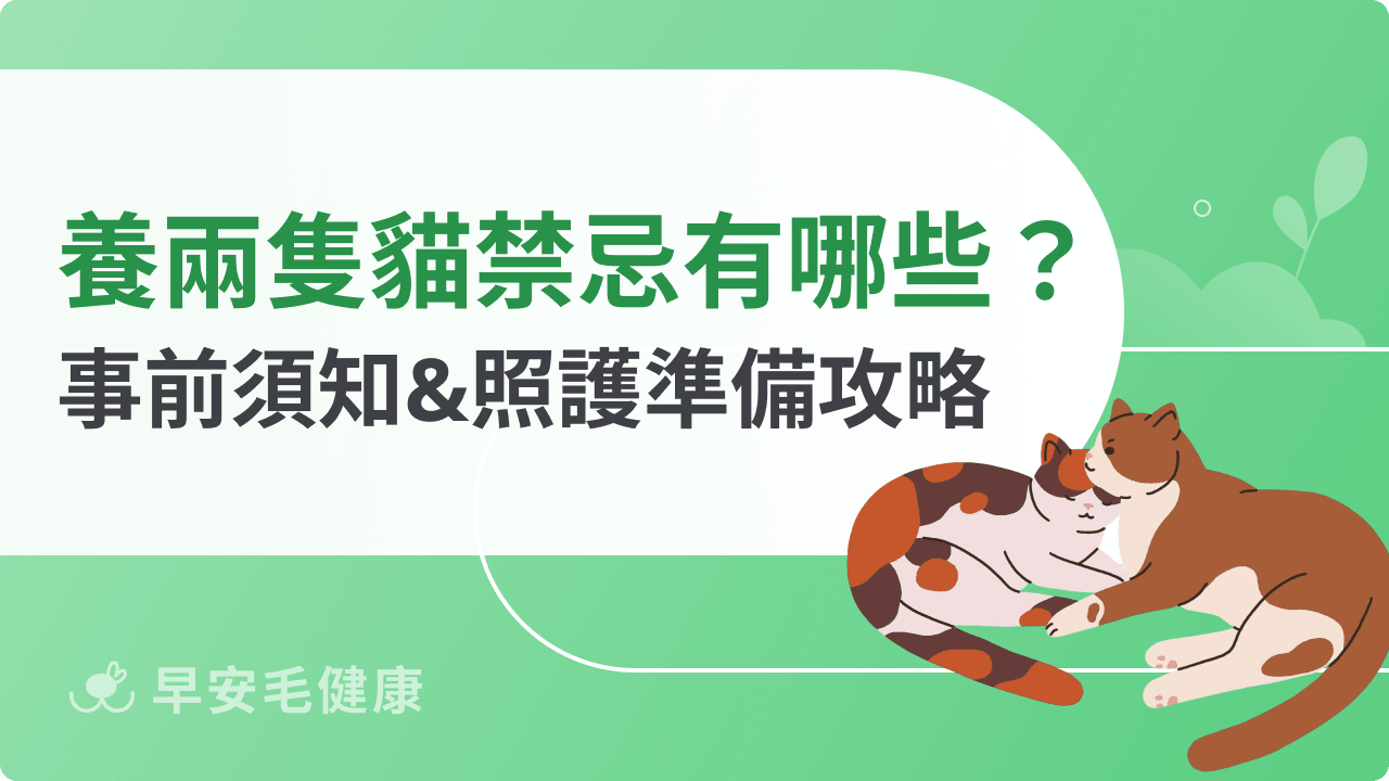 養兩隻貓禁忌有哪些？事前須知&照護準備攻略