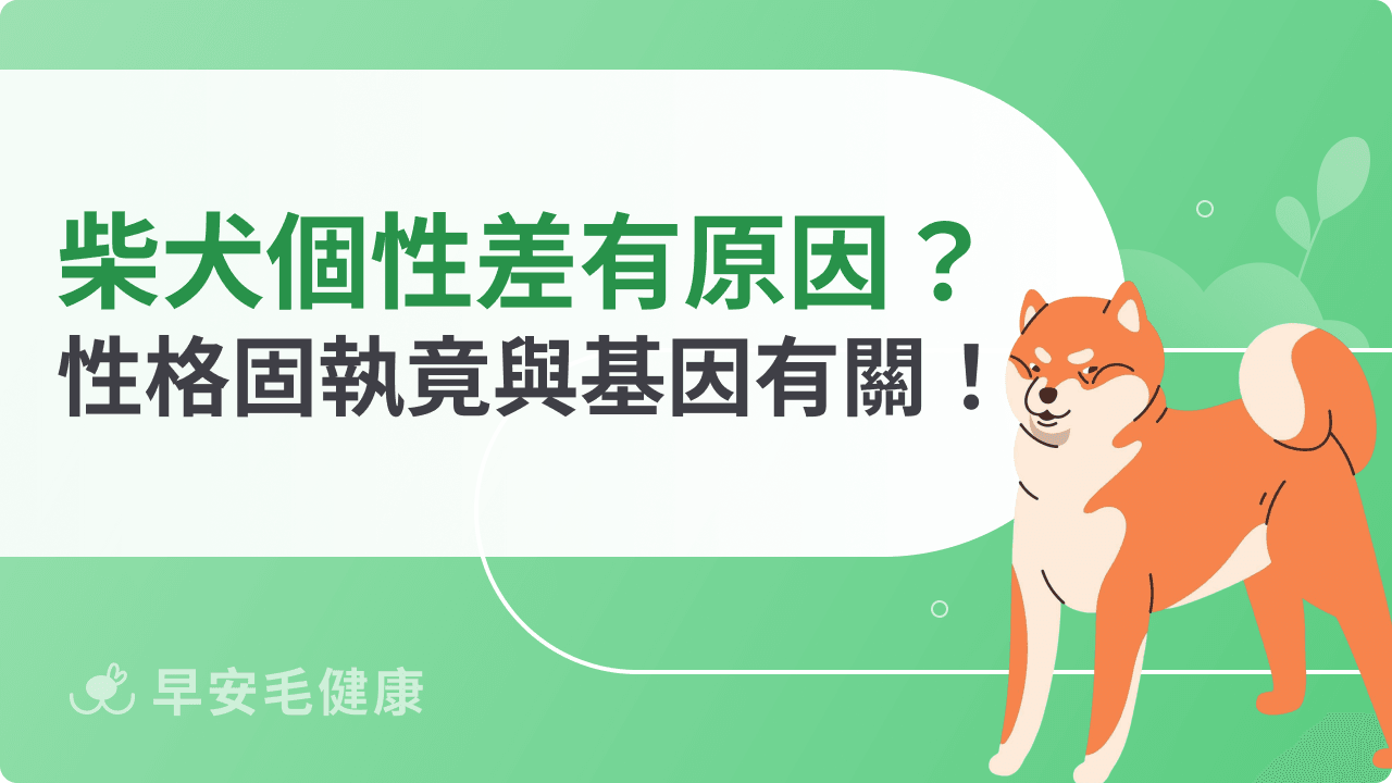 柴犬個性如何？為何都說柴犬個性差？認識柴柴性格固執原因