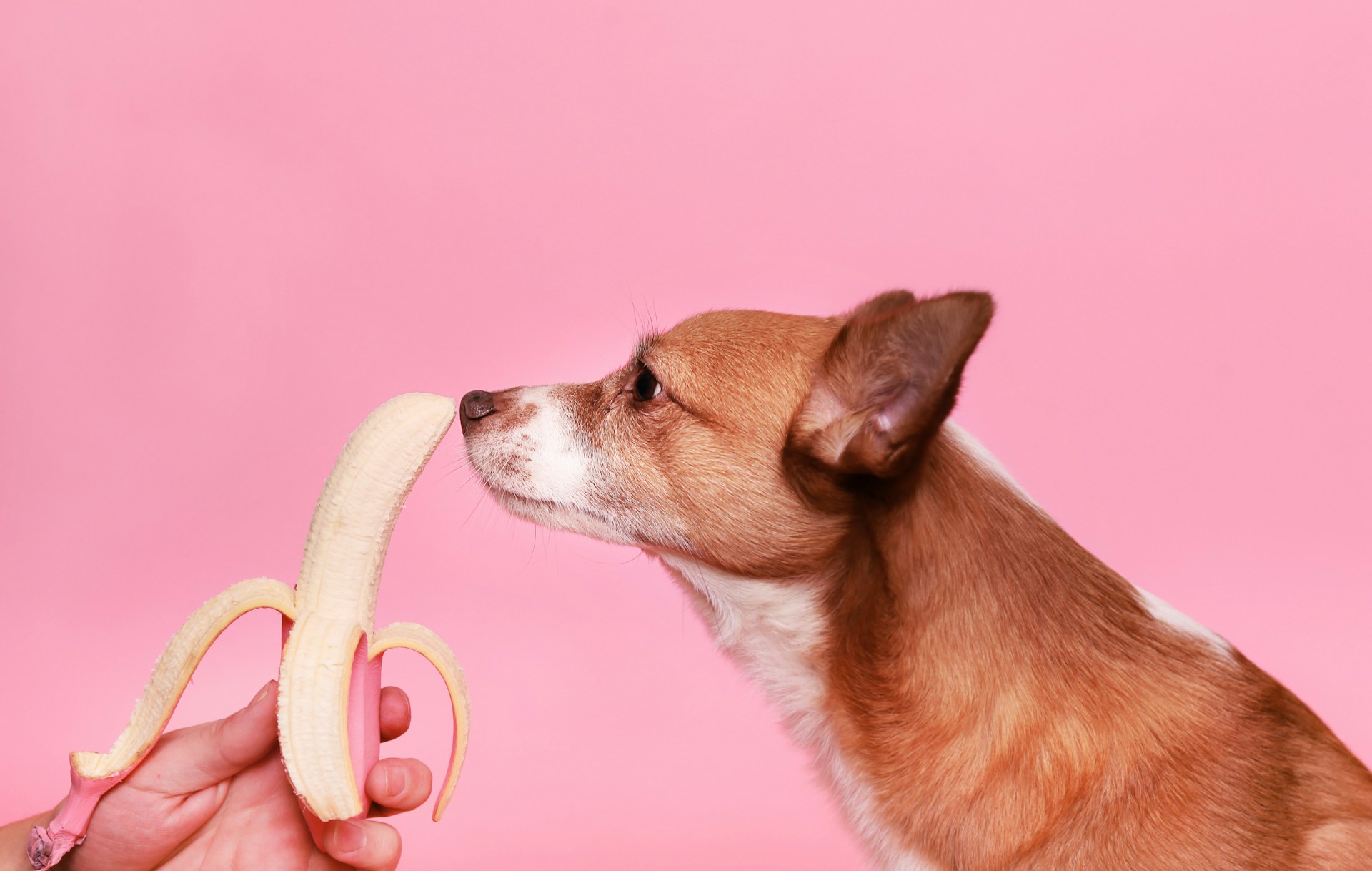 1. can-dogs-eat-banana-1