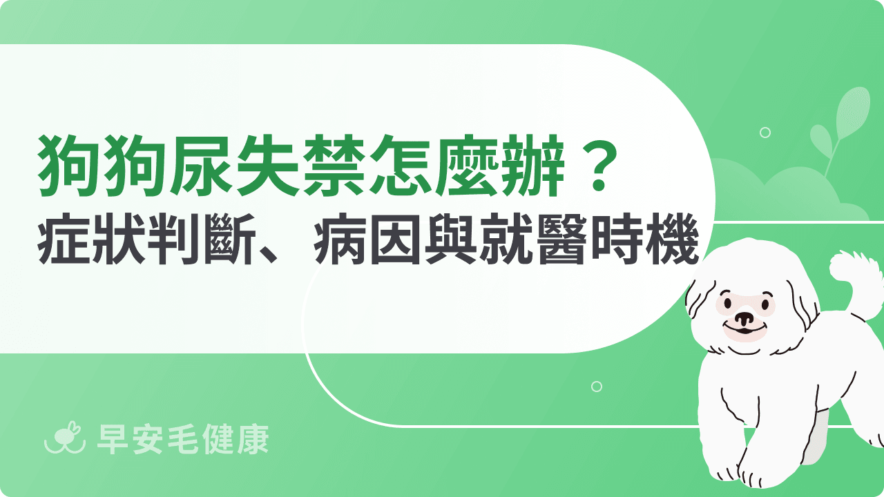 狗狗尿失禁怎麼辦?症狀判斷、可能病因與就醫時機