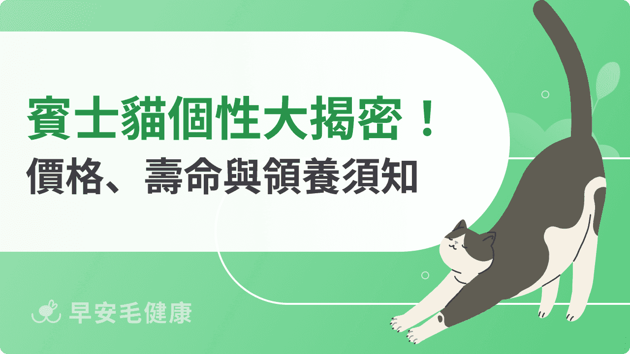 賓士貓好養嗎？賓士貓價格、品種特徵、照顧技巧一次看