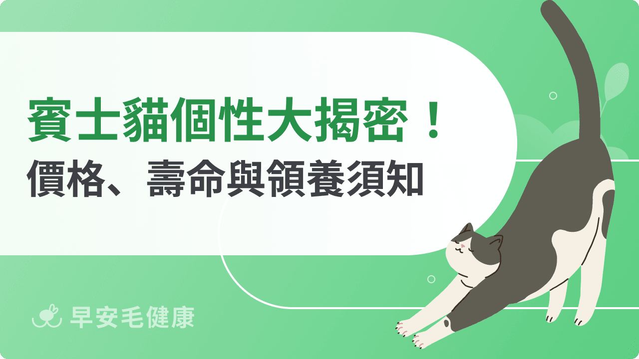 賓士貓好養嗎？賓士貓價格、品種特徵、照顧技巧一次看