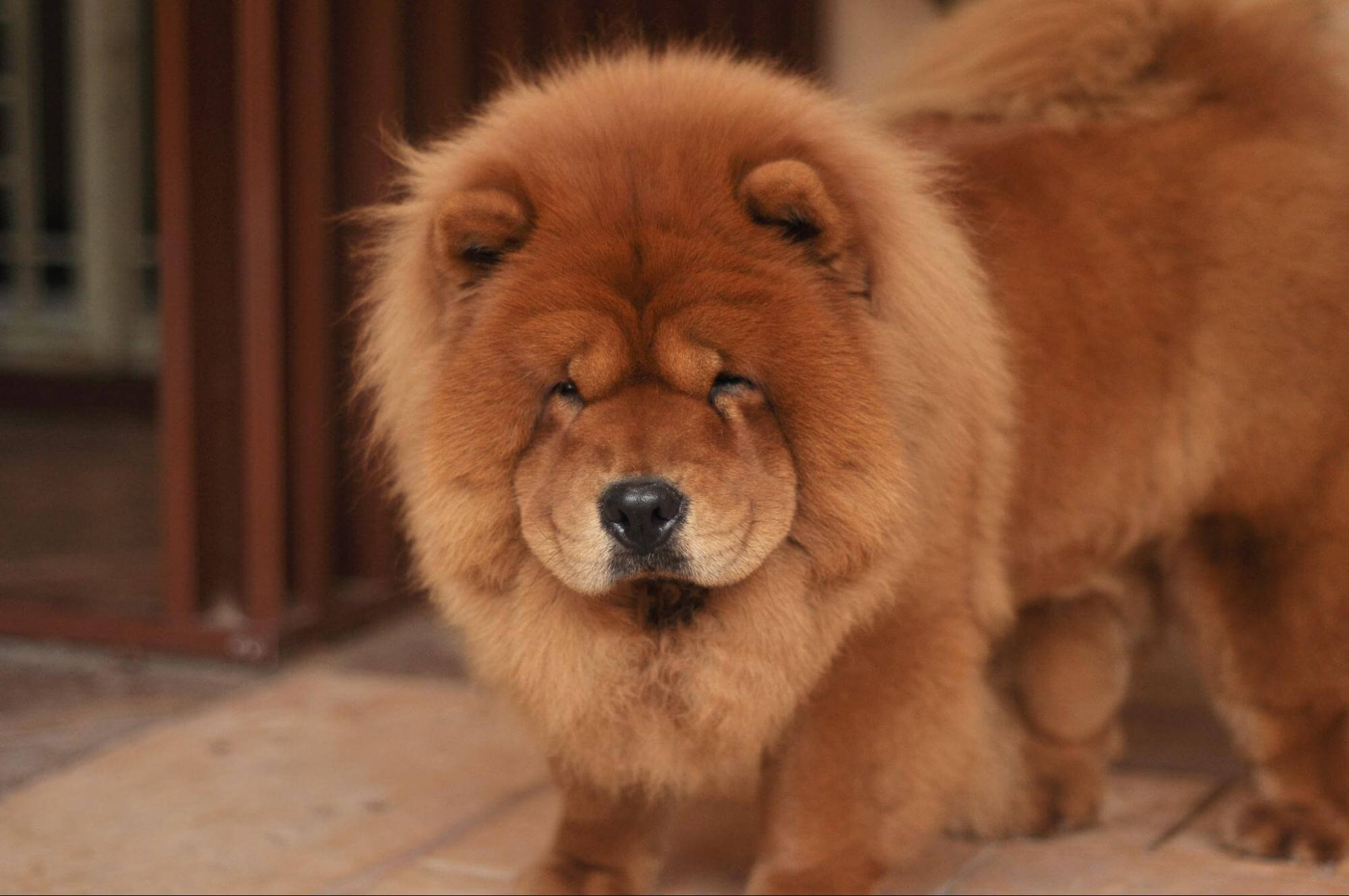 420. AI - chow-chow-price-1