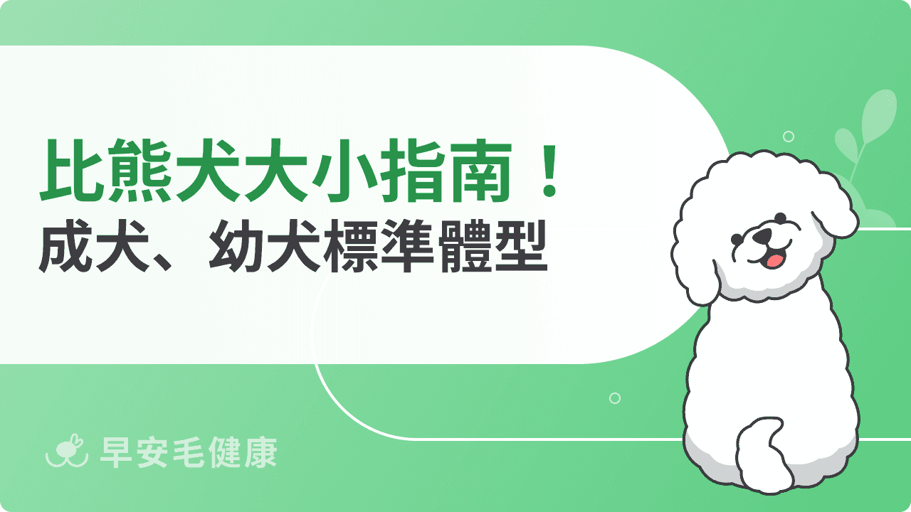 比熊犬大小指南！成犬、幼犬標準體型一次看