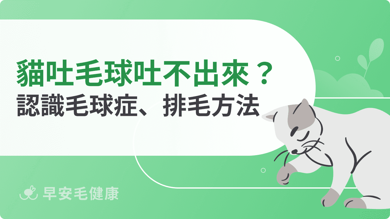 貓咪吐毛球吐不出來怎麼辦？認識毛球症、排毛方法