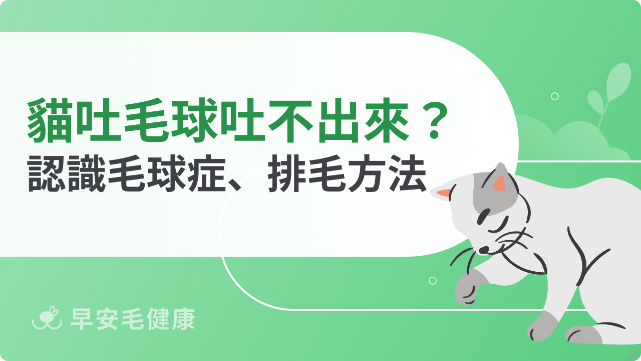 貓咪吐毛球吐不出來怎麼辦？認識毛球症、排毛方法