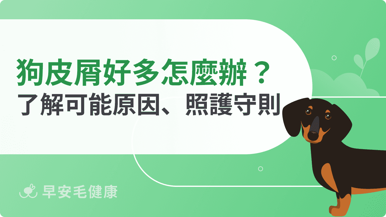 狗狗皮屑好多該怎麼辦？了解可能原因、照護守則，讓毛孩恢復健康毛髮！