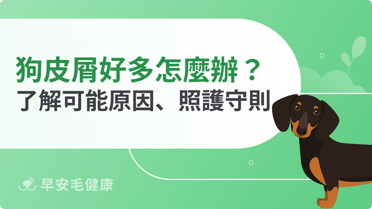 狗狗皮屑好多該怎麼辦？了解可能原因、照護守則，讓毛孩恢復健康毛髮！