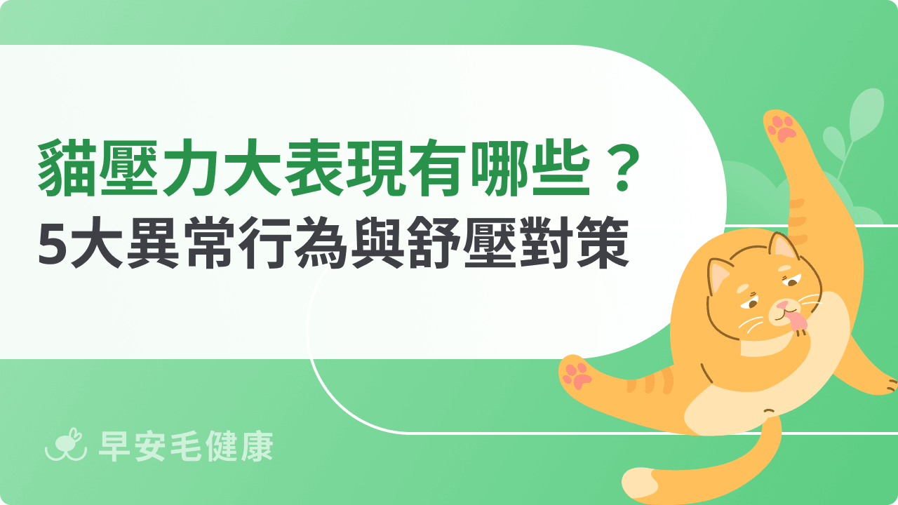 貓咪壓力大表現有哪些？8大異常行為與舒壓對策