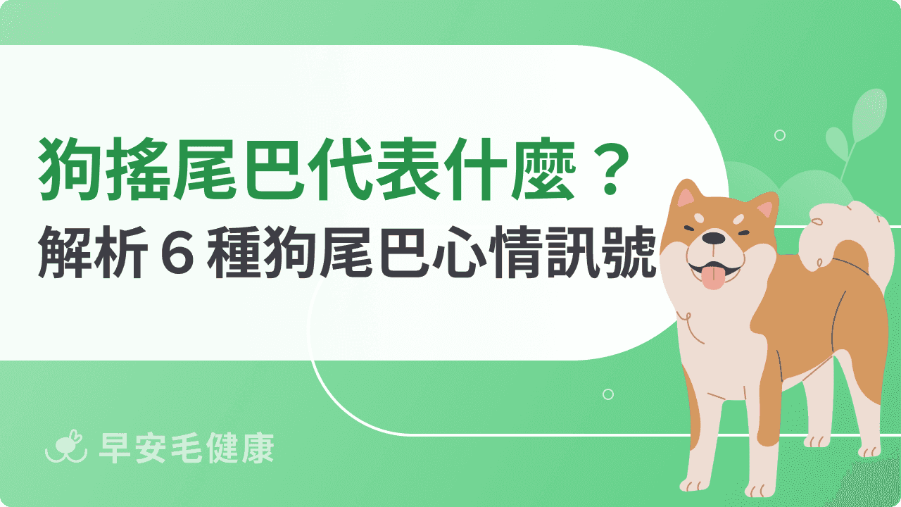 狗尾巴意思解析！下垂、翹起與搖擺等6 種狗狗搖尾巴情緒解析