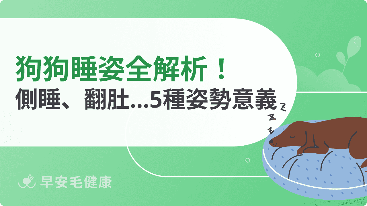 狗狗睡姿百科:側睡、翻肚、捲曲多種姿勢分析,看出毛孩個性!