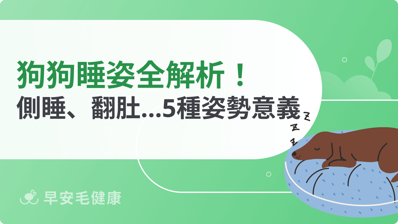 狗狗睡姿百科：側睡、翻肚、捲曲多種姿勢分析，看出毛孩個性！
