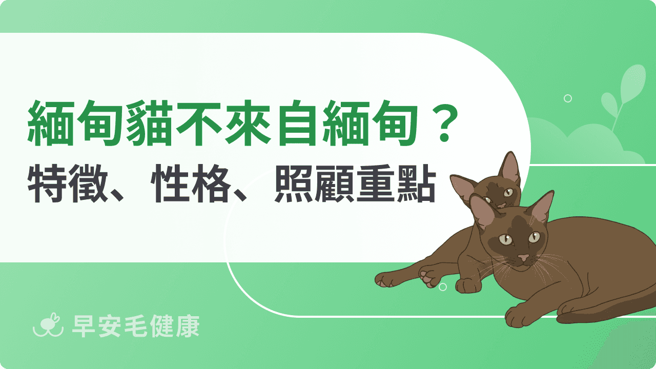緬甸貓價格貴嗎？緬甸貓性格、缺點、壽命與開銷總整理