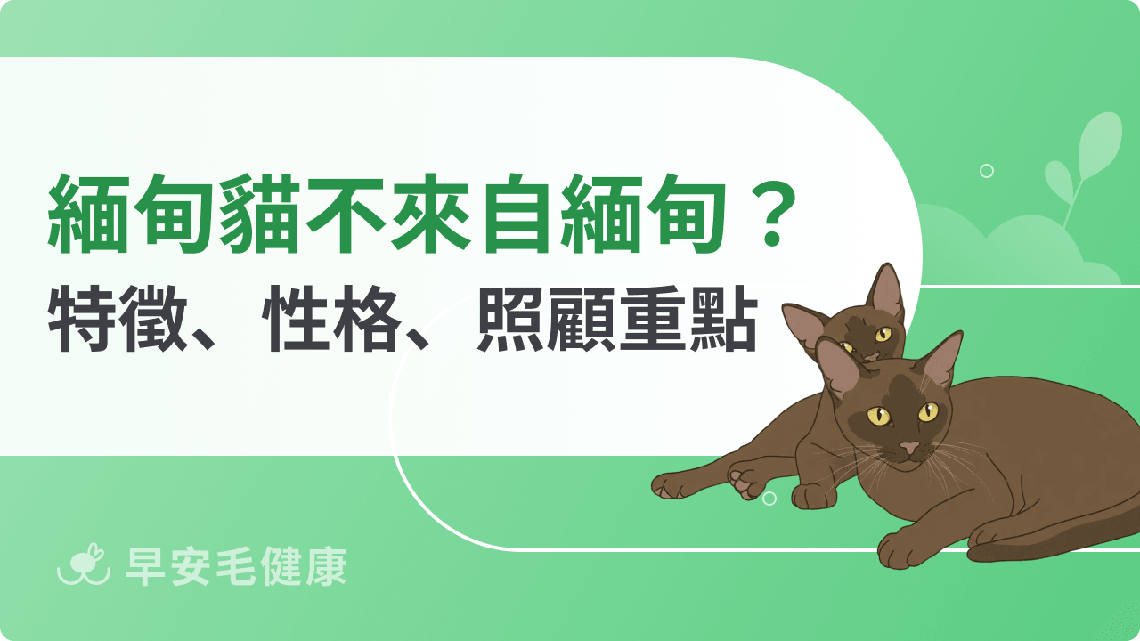 緬甸貓全解析：飼養前必看的外觀特徵、性格、價格、照顧重點彙整