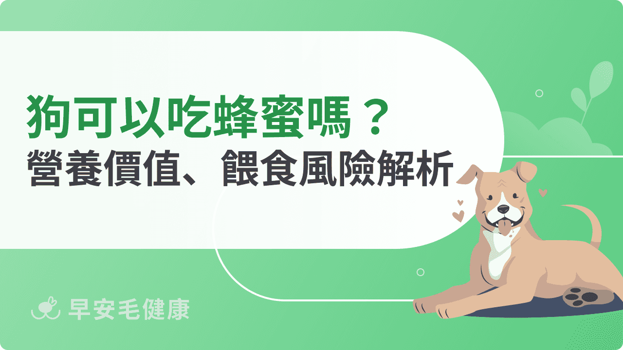 狗可以吃蜂蜜嗎？營養價值、餵食風險解析