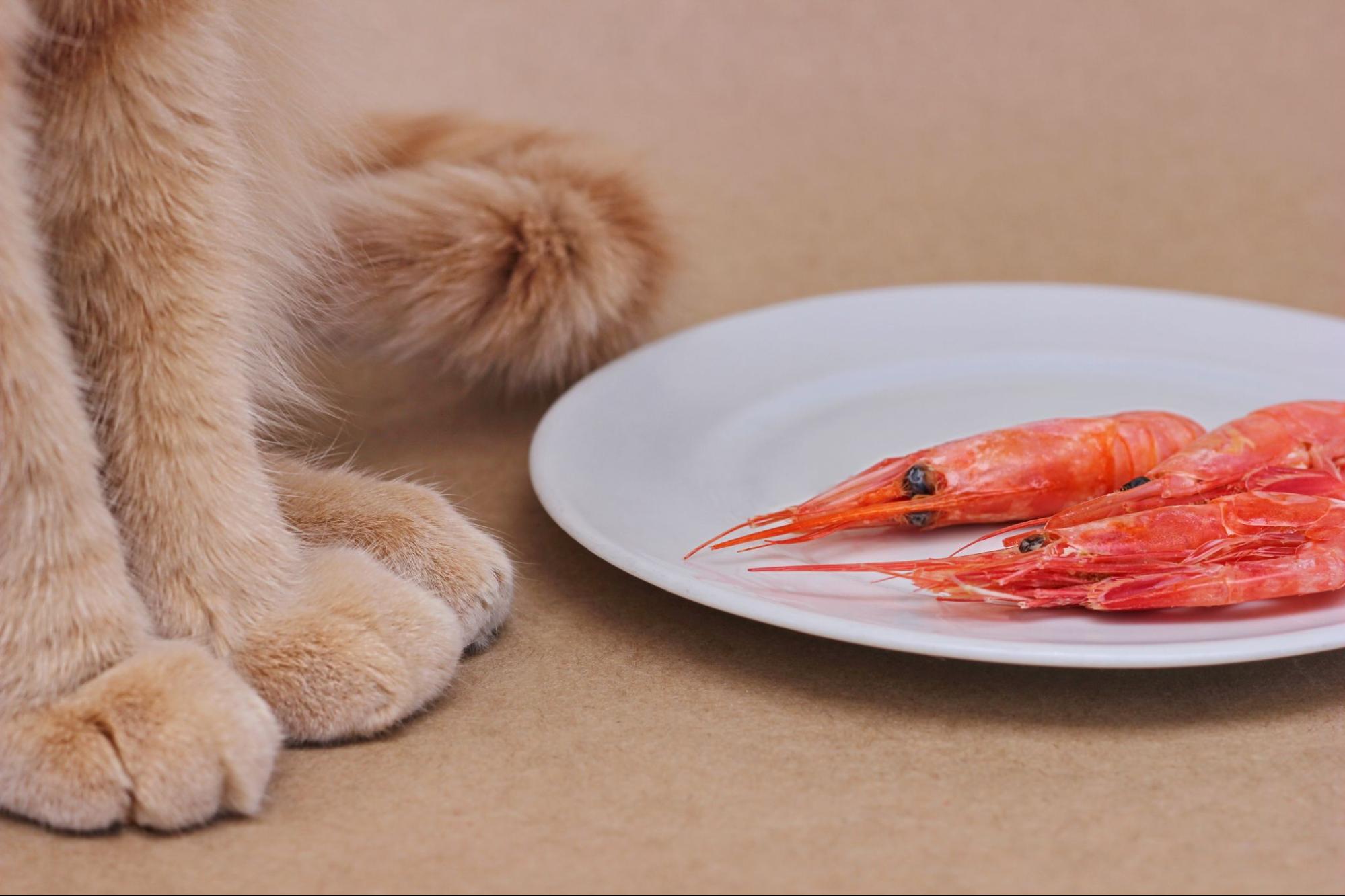 22. AI - can-cats-eat-shrimp-1