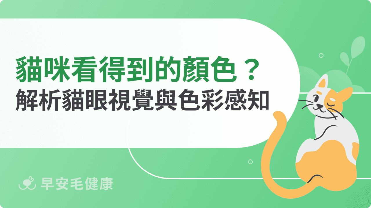 貓咪看得到的顏色有哪些？解析貓眼視覺結構與色彩感知