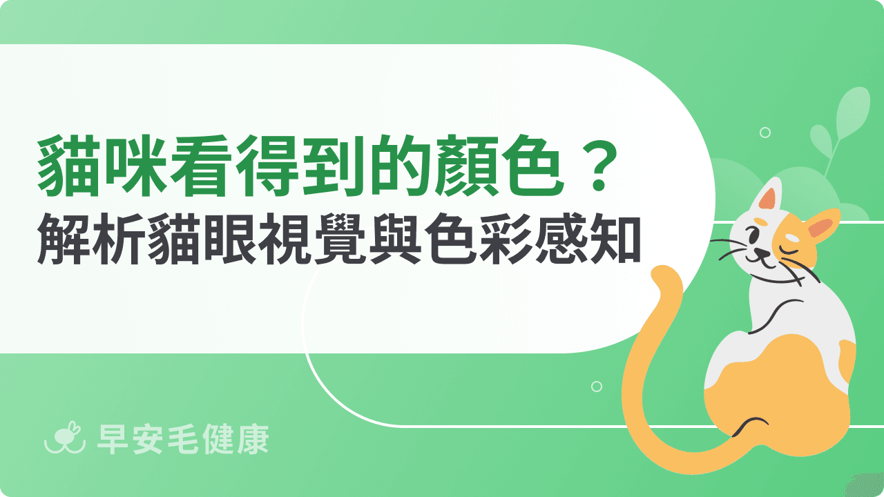 貓咪看得到的顏色有哪些？解析貓眼視覺結構與色彩感知