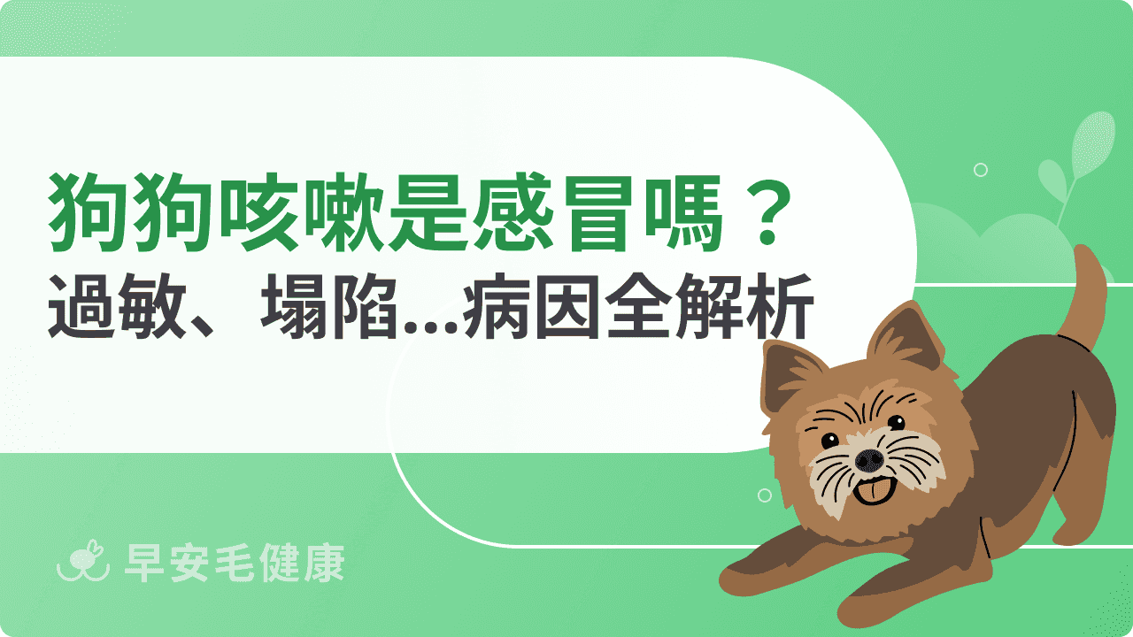狗狗咳嗽是感冒嗎？從過敏、氣管塌陷到其他疾病的潛在原因剖析