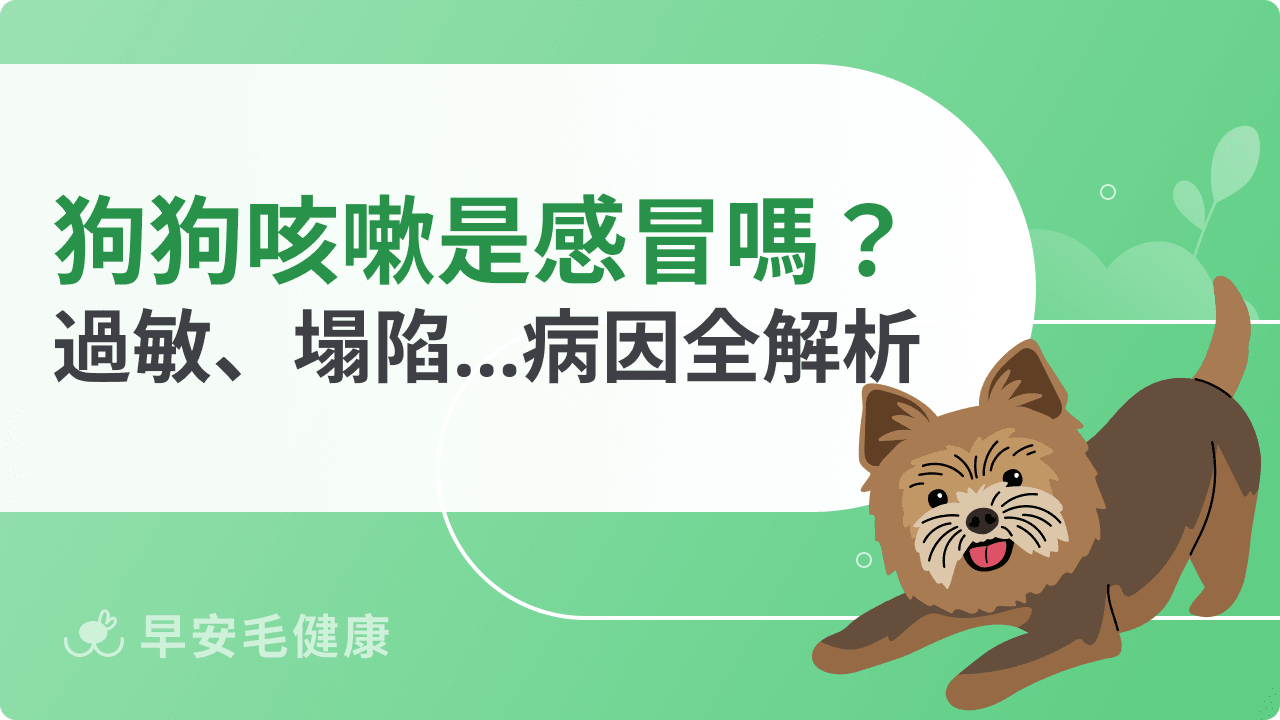 狗狗咳嗽是感冒嗎？從過敏、氣管塌陷到其他疾病的潛在原因剖析