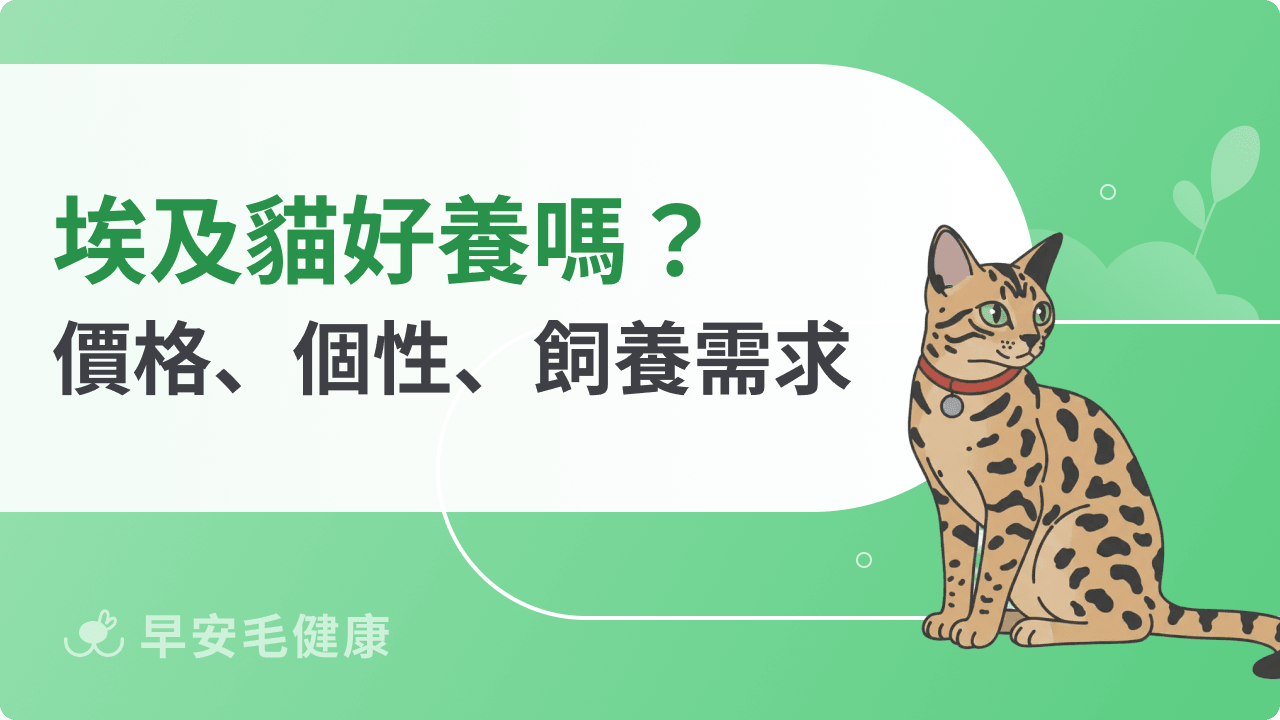 埃及貓好養嗎？新手必知的埃及貓價格行情、飼養成本與照顧重點