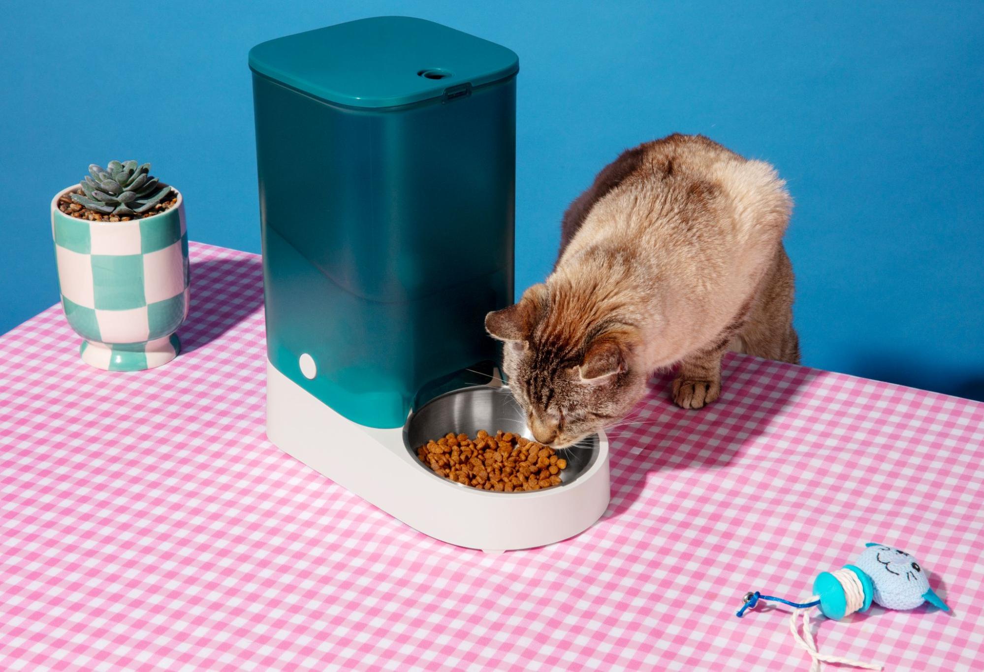 18.AI-can-cats-eat-dog-food-1