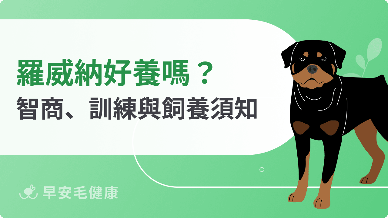 羅威納台灣可以養嗎?羅威納價格、特徵、訓練與飼養缺點