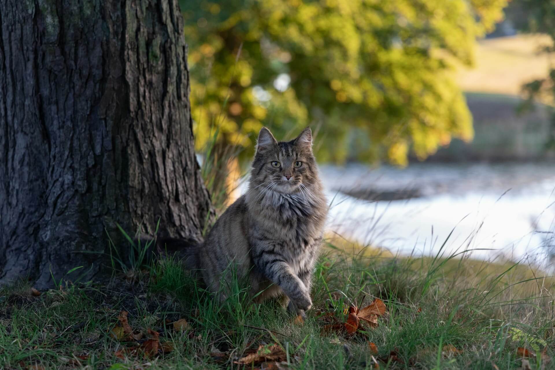 18. norwegian-forest-cat-guide-1