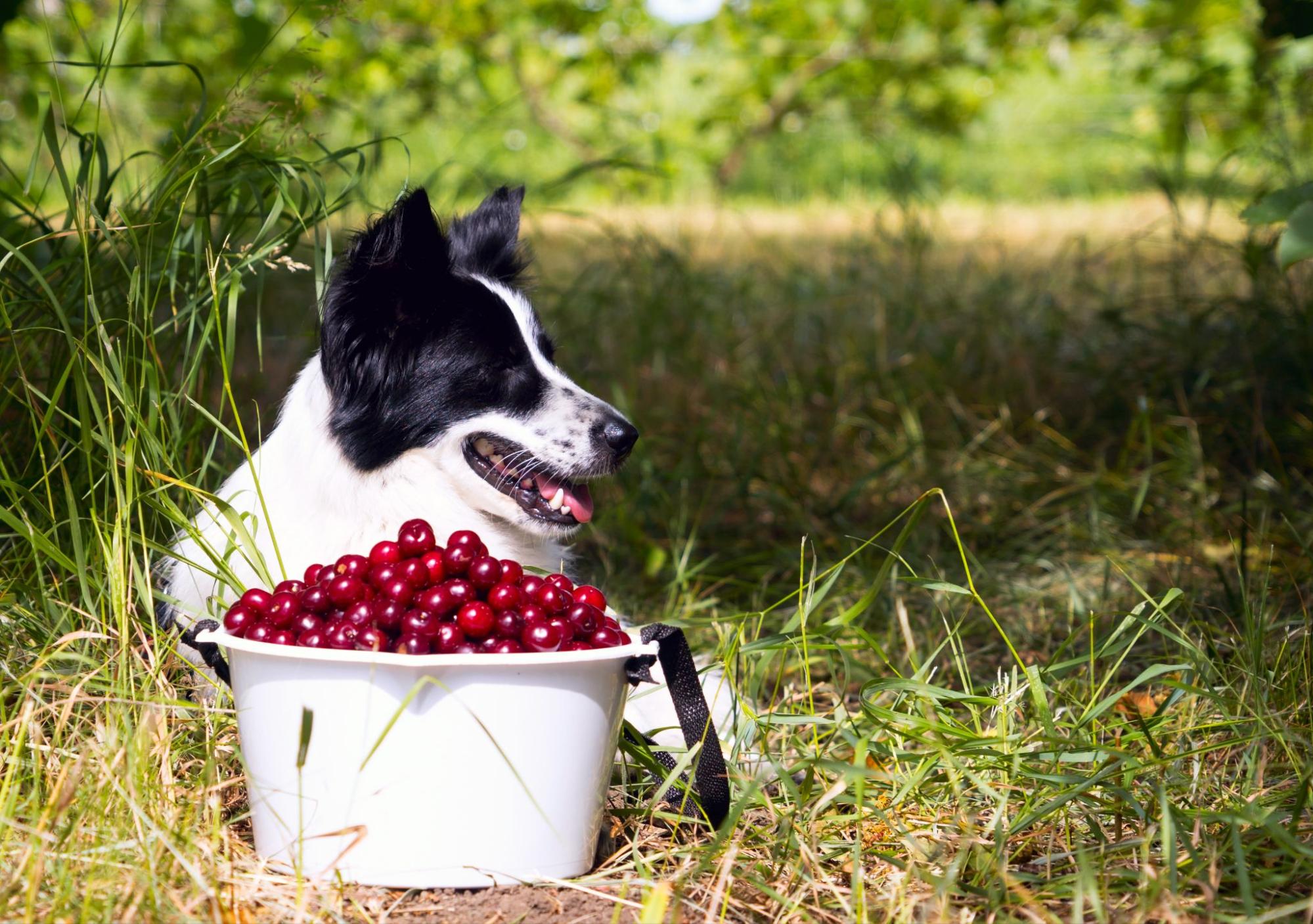 182. AI - can-dogs-eat-cherries-1
