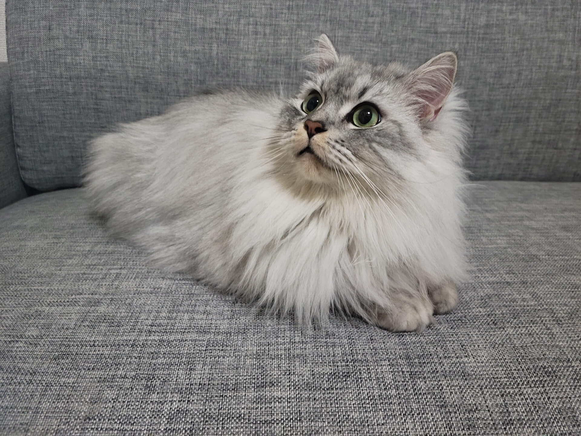 236. AI - difference-between-minuet-cat-and-munchkin-1