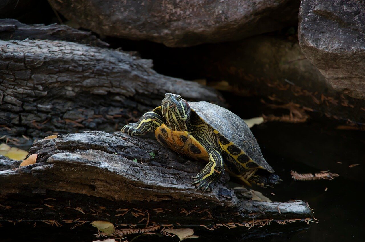 55. red-eared-slider-turtle-guide-3