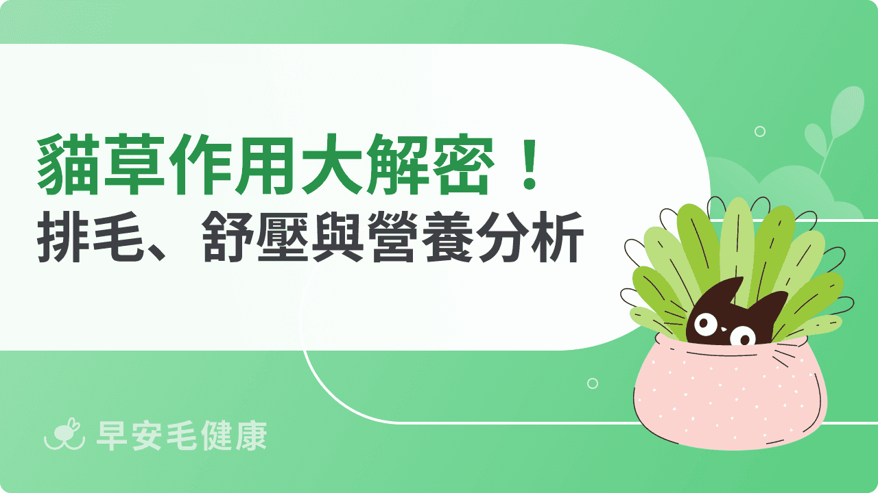 貓草作用大解密！排毛球 、舒緩情緒與營養補充的