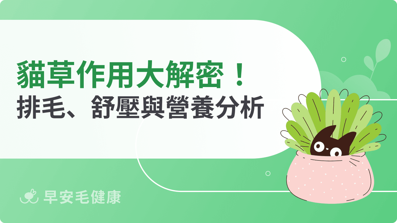 貓草作用大解密！排毛球、舒緩情緒與營養補充的