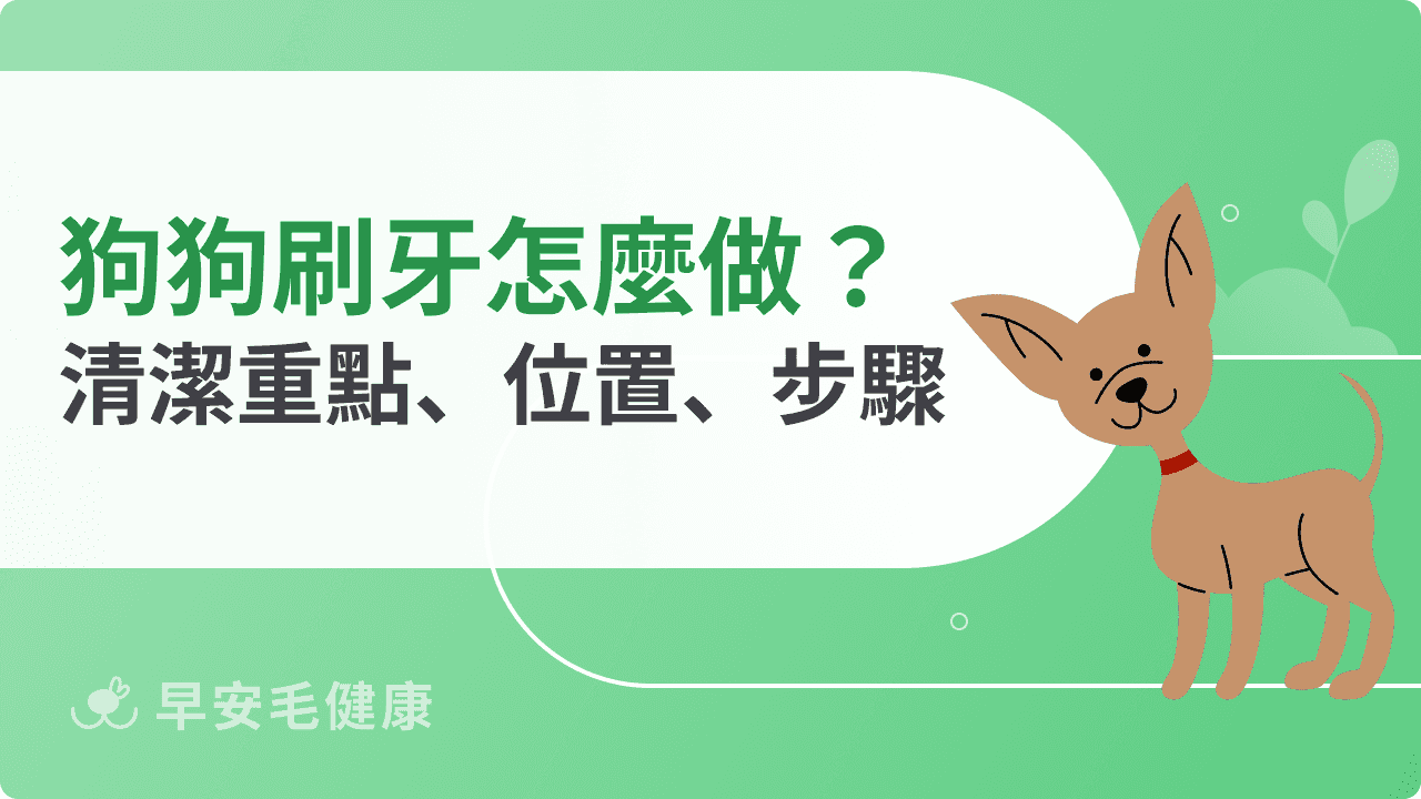 狗狗刷牙怎麼做？刷哪裡？清潔重點、位置、步驟完整說明！