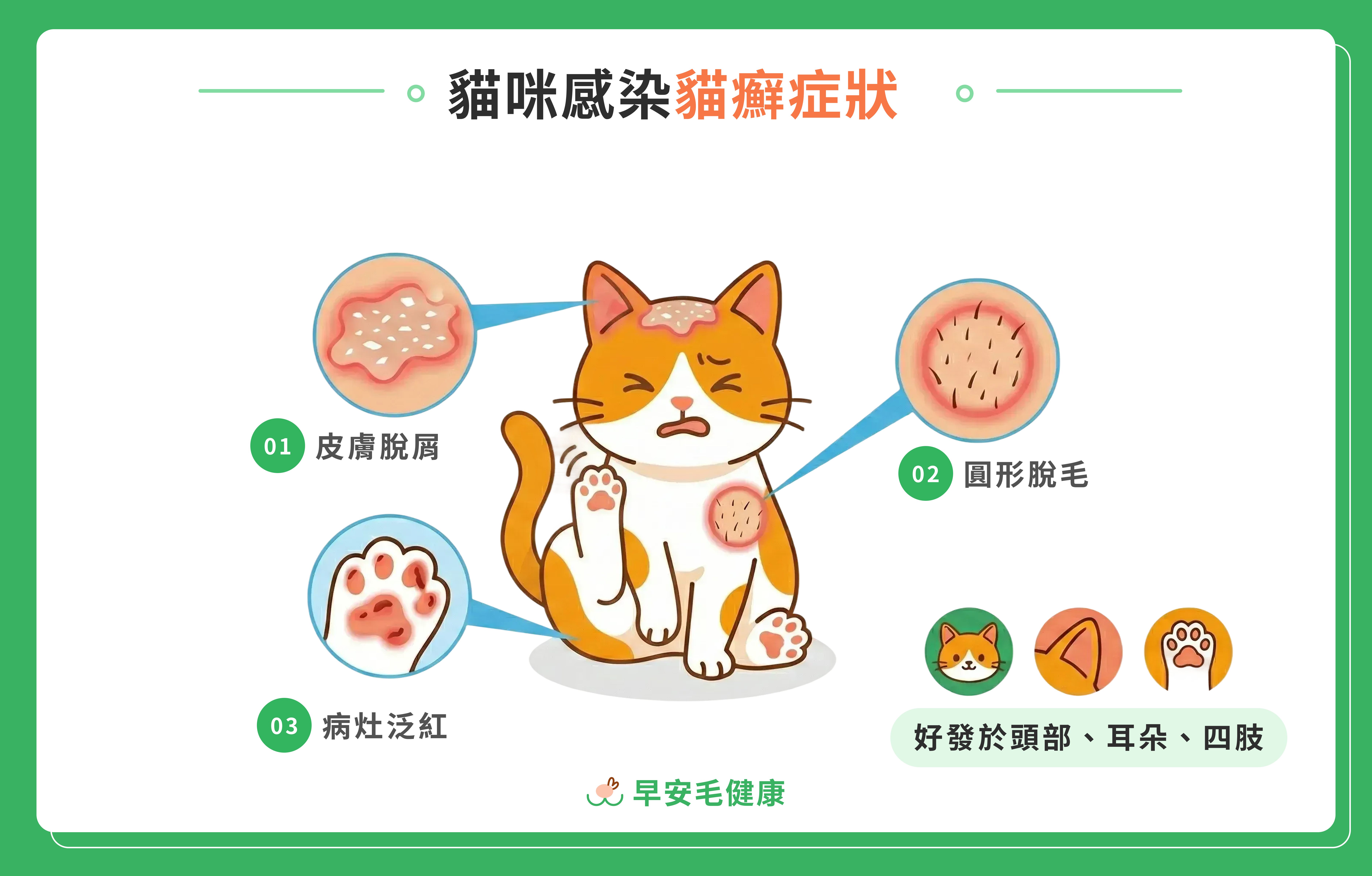 5.what-is-ringworm-in-cats-3