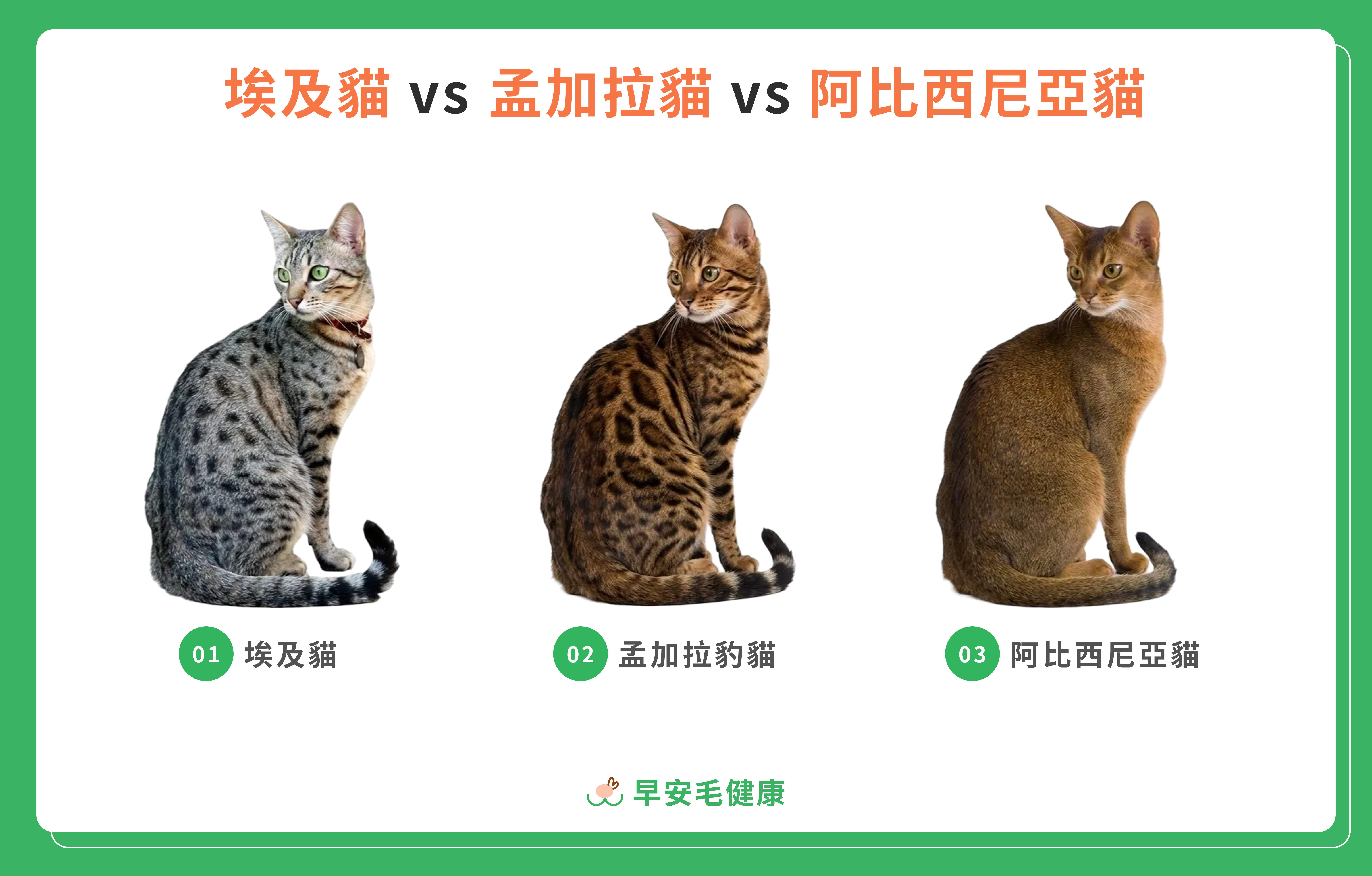 埃及貓、孟加拉豹貓、阿比西尼亞貓特徵比較