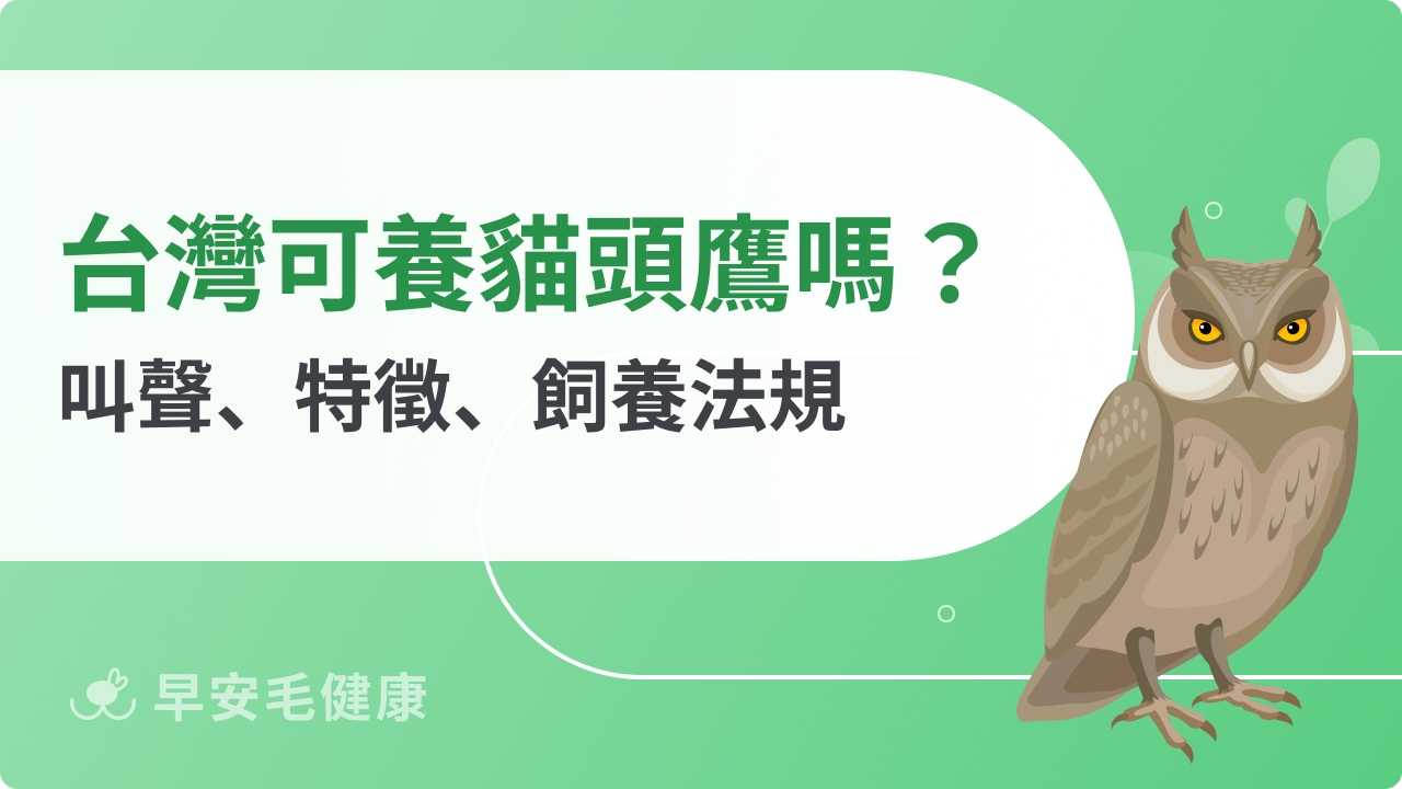 貓頭鷹：夜行猛禽的神秘面紗，台灣可以養貓頭鷹嗎？