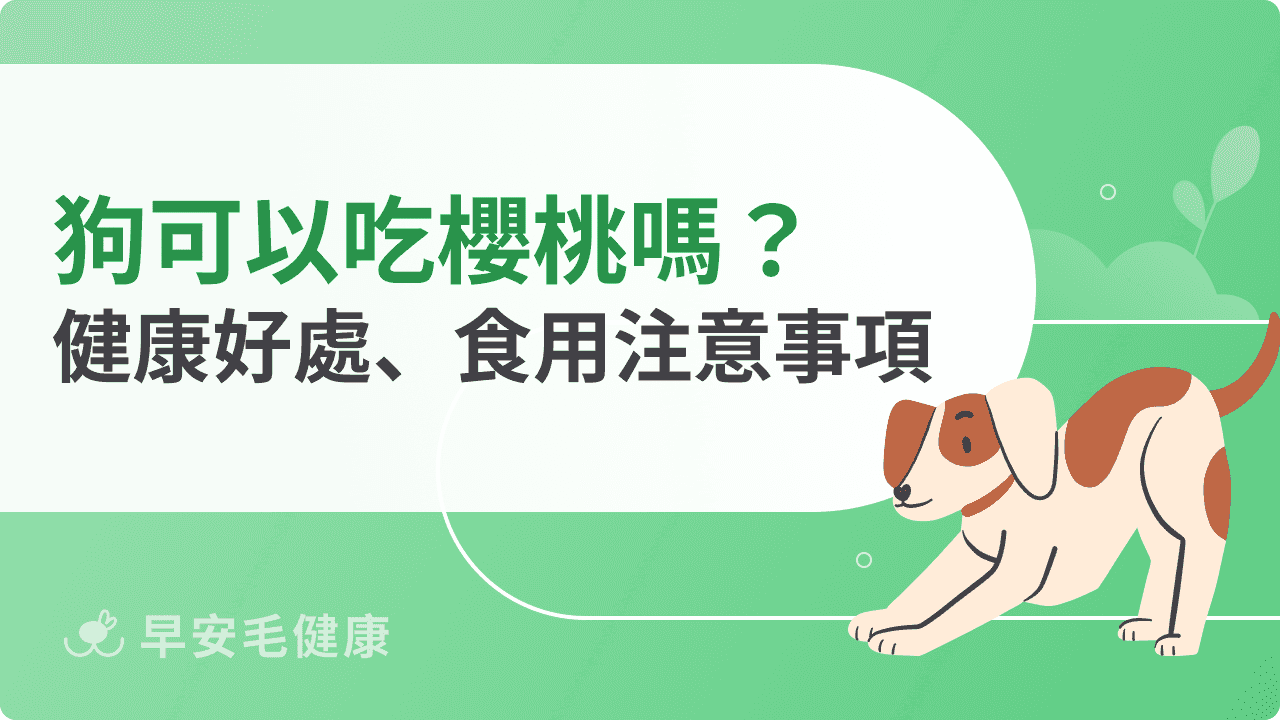 狗可以吃櫻桃嗎？吃錯恐致命？餵食前必看安全指南