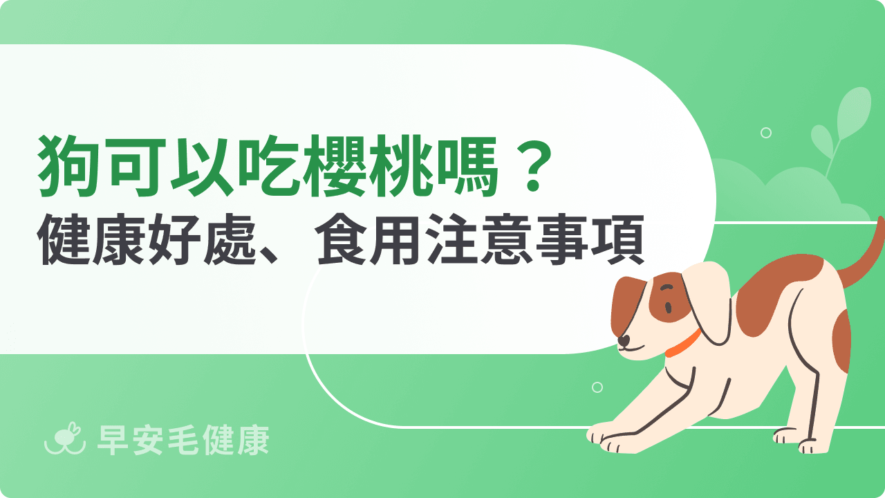 狗可以吃櫻桃嗎？吃錯恐致命？餵食前必看安全指南