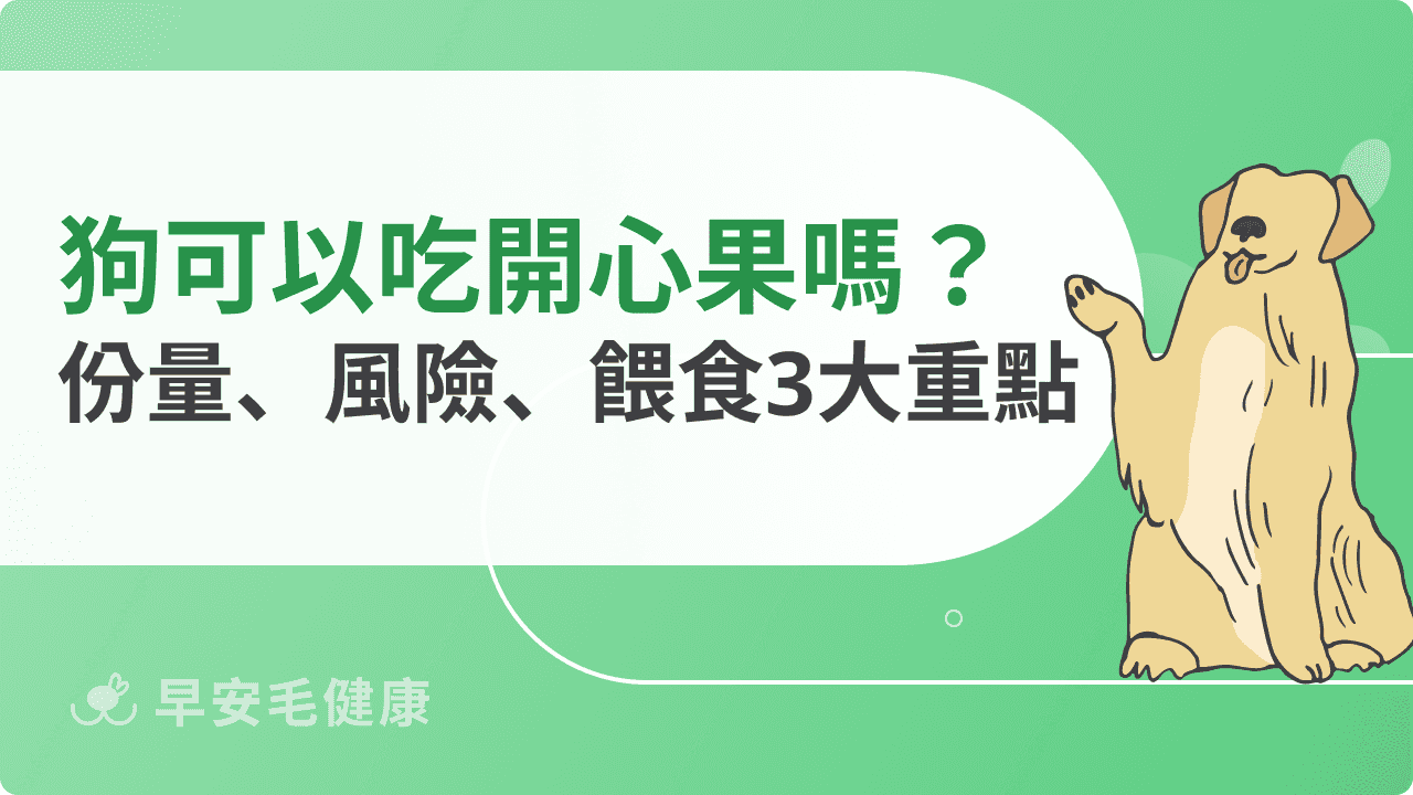 狗可以吃開心果嗎？份量怎麼抓？風險、禁忌與安全餵食重點