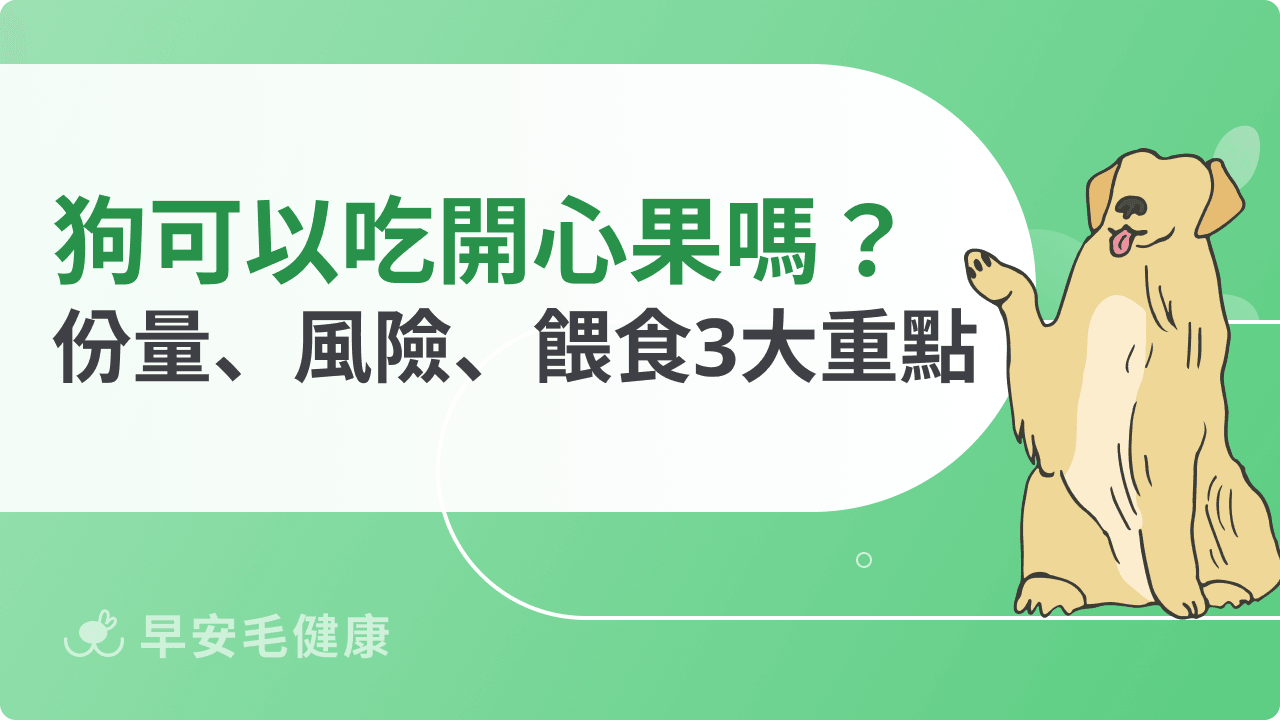 狗可以吃開心果嗎？份量怎麼抓？風險、禁忌與安全餵食重點