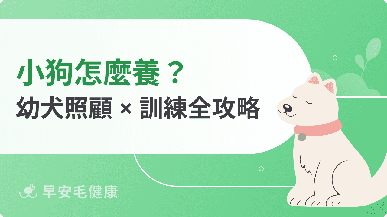 小狗幼犬照顧必看!一個月訓練、食量與飲食挑選技巧